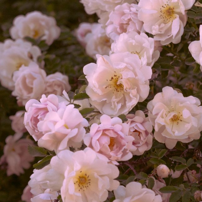 Carte Postale Rose romantique foncé (Créateur téléchargé)