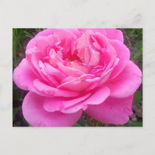 Carte Postale Rose romantique 'Léonard de Vinci'