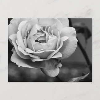 Carte Postale Rose romantique noir et blanc