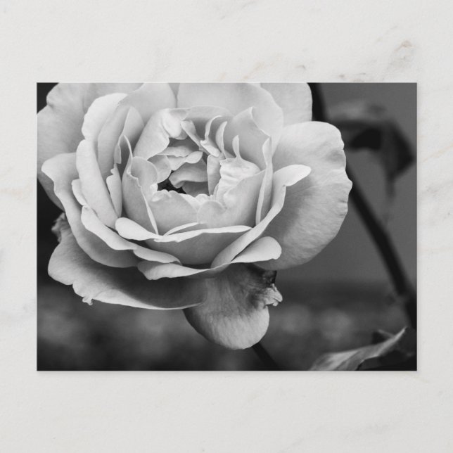 Carte Postale Rose romantique noir et blanc (Devant)