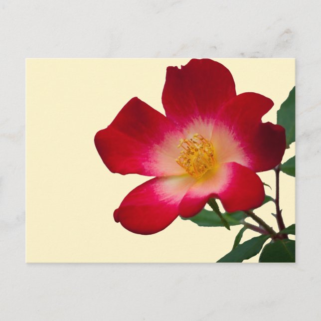 Carte Postale Rose romantique rose sauvage (Devant)