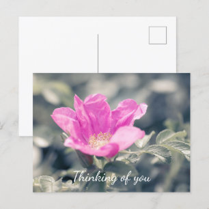 Carte Postale Rose Rosa Rugosa Penser À Vous