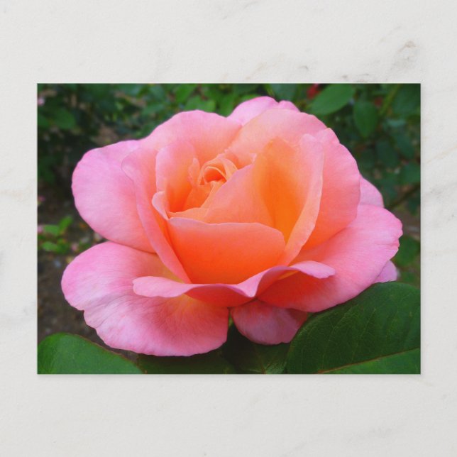 Carte Postale Rose rose (Devant)