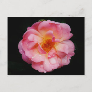 Carte Postale Rose rose avec gouttes de dew Arrière - plan noir