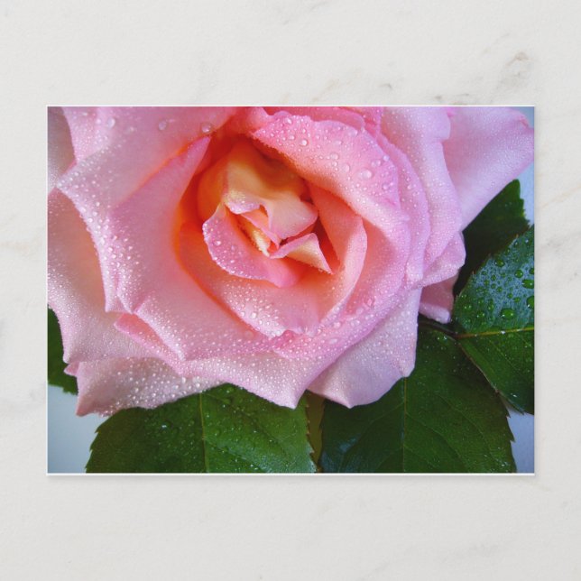 Carte Postale Rose Rose Blossoms Vines Paix Amour Eau Dewdrops (Devant)