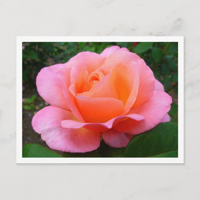 Carte Postale Rose rose (bordé) (Devant)