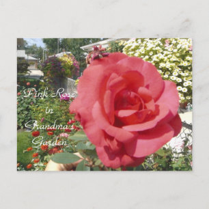 Carte Postale Rose rose dans le jardin de grand-mère