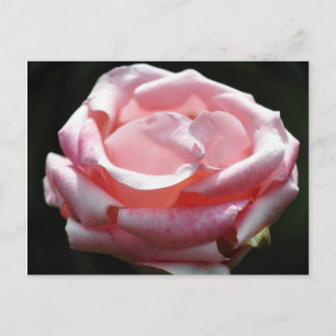 Carte Postale Rose Rose De Près 2