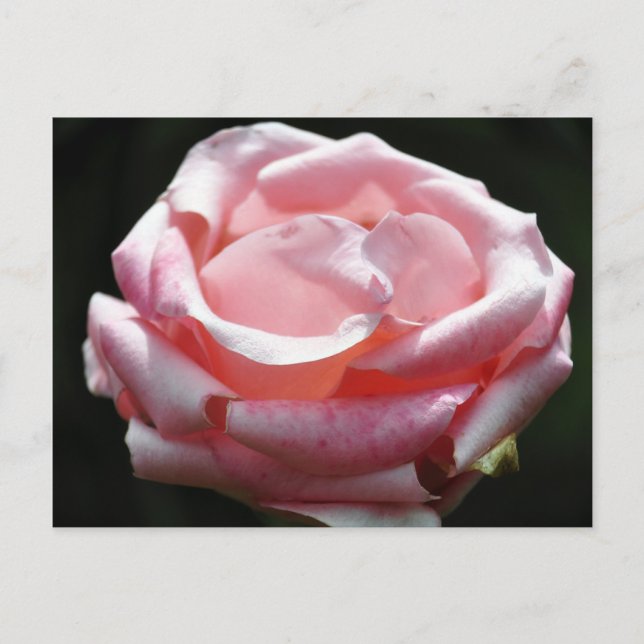 Carte Postale Rose Rose De Près 2 (Devant)