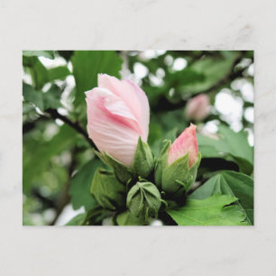 Carte Postale Rose rose de Sharon bourgeon au printemps