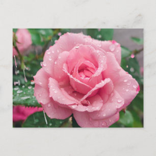 Carte Postale Rose rose en fleurs avec gouttes de pluie 