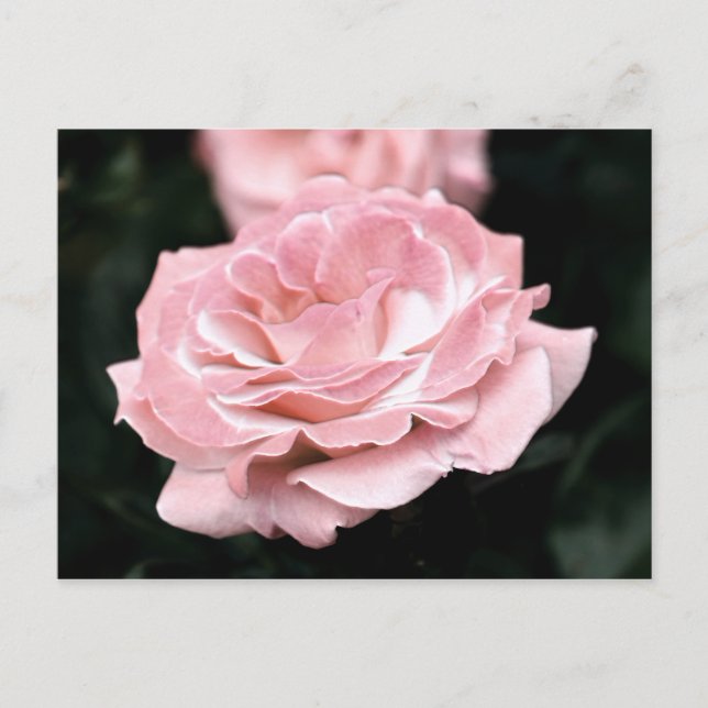 Carte Postale Rose rose en pleine floraison (Devant)