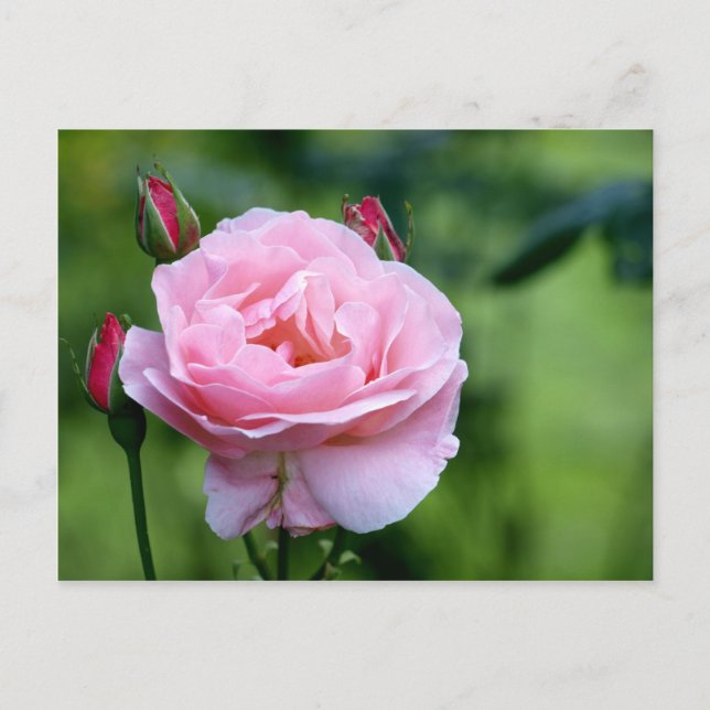 Carte Postale Rose rose en pleine floraison avec bourgeons (Devant)