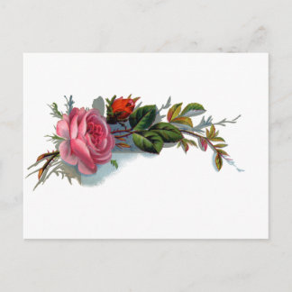 Carte Postale Rose rose et Bud Victorian