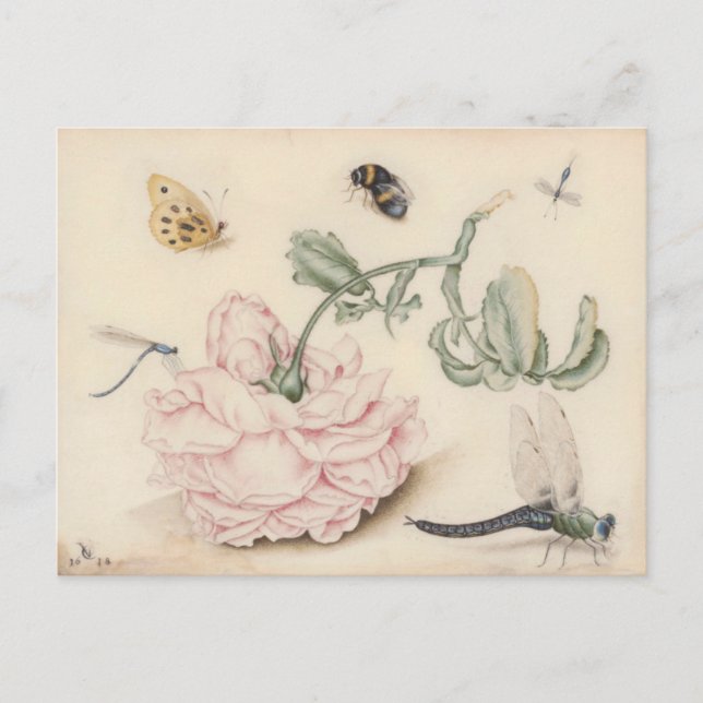 Carte Postale Rose rose et insectes - 17e siècle. Art (Devant)