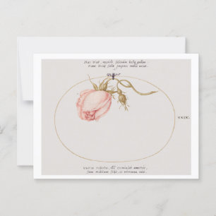 Carte Postale Rose rose et rosebud (1575-1580) 