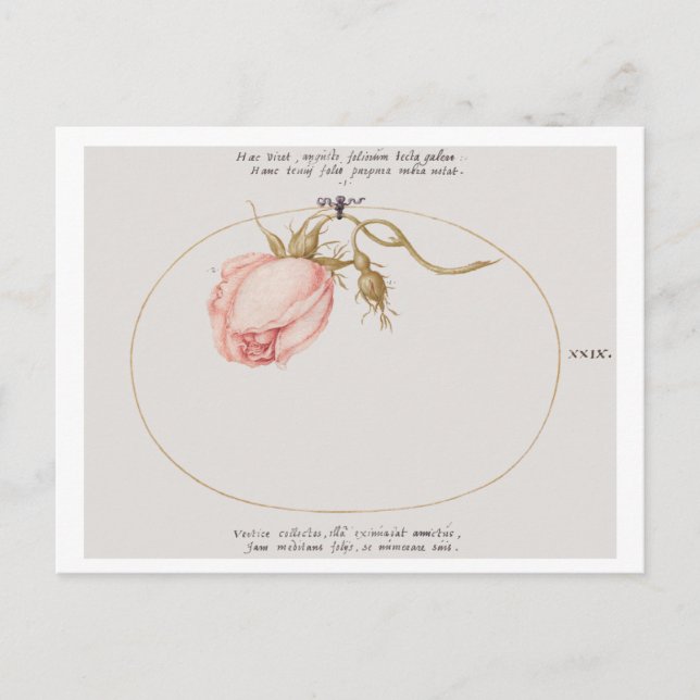 Carte Postale Rose rose et rosebud (1575-1580)  (Devant)