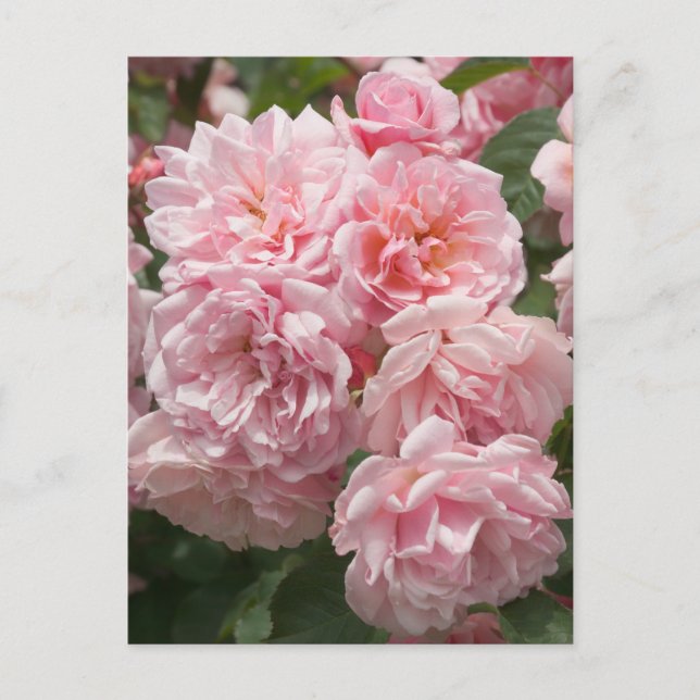 Carte postale Rose rose Felicia (Devant)