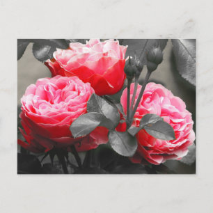 Carte Postale Rose rose Fleur Couleur Pop Photographie