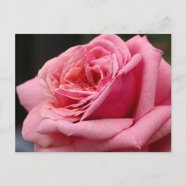 Carte Postale Rose rose I Photographie florale jolie (Devant)