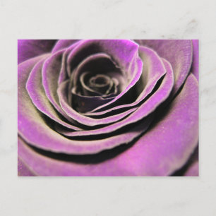 Carte Postale Rose rose Lilac