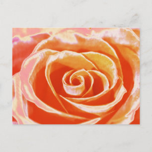 Carte postale rose rose pâle