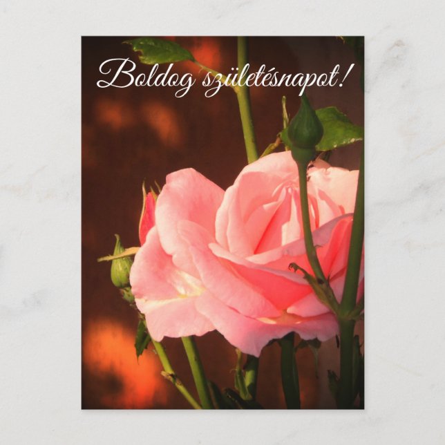 Carte Postale Rose rose photo - anniversaire hongrois (Devant)