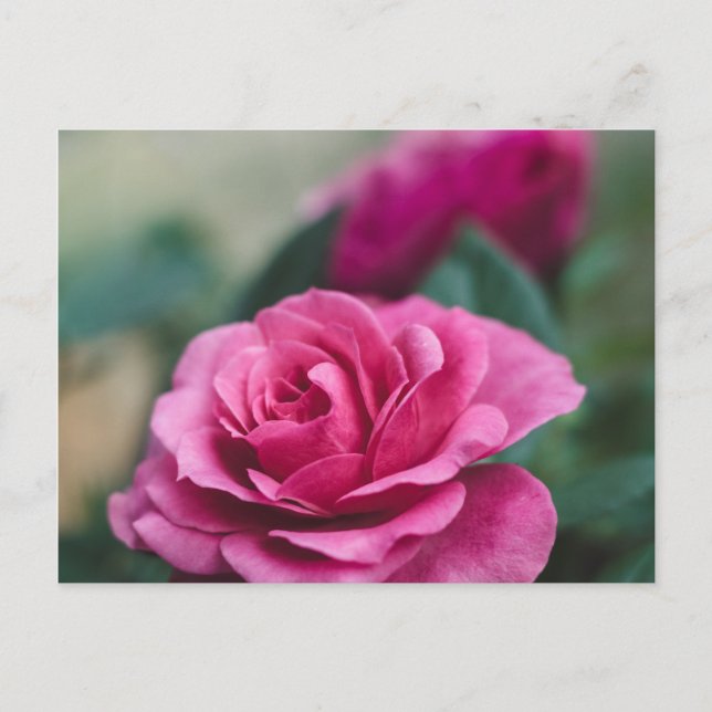 Carte Postale Rose rose romantique (Devant)