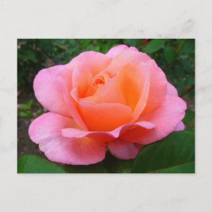 Carte Postale Rose rose rose