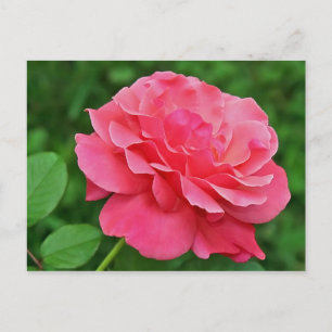 Carte Postale Rose rose rose