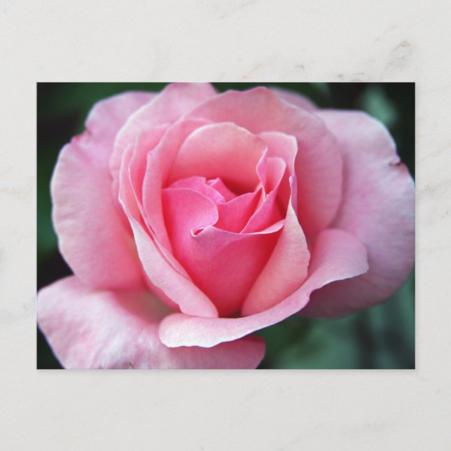 Carte Postale Rose rose rose (Devant)