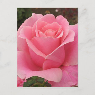 Carte Postale Rose rose rose