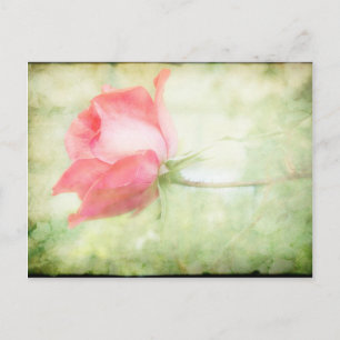 Carte Postale Rose rose rose