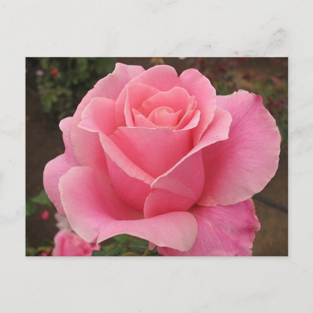 Carte Postale Rose rose rose (Devant)