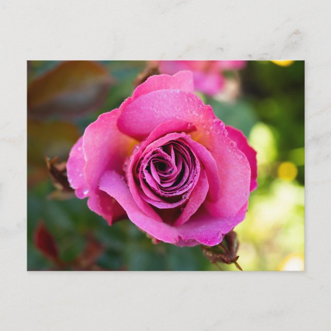 Carte Postale Rose rose rose (Devant)