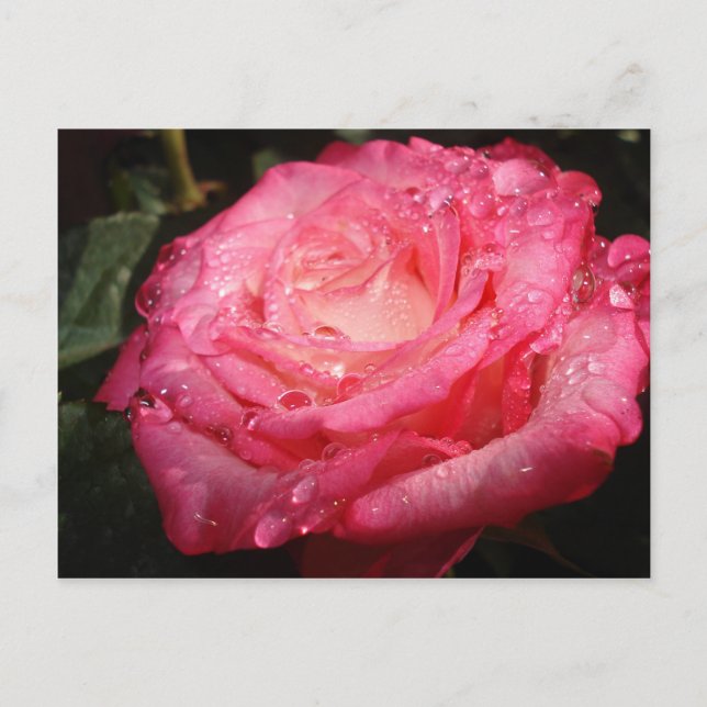 Carte Postale Rose rose trempé (Devant)