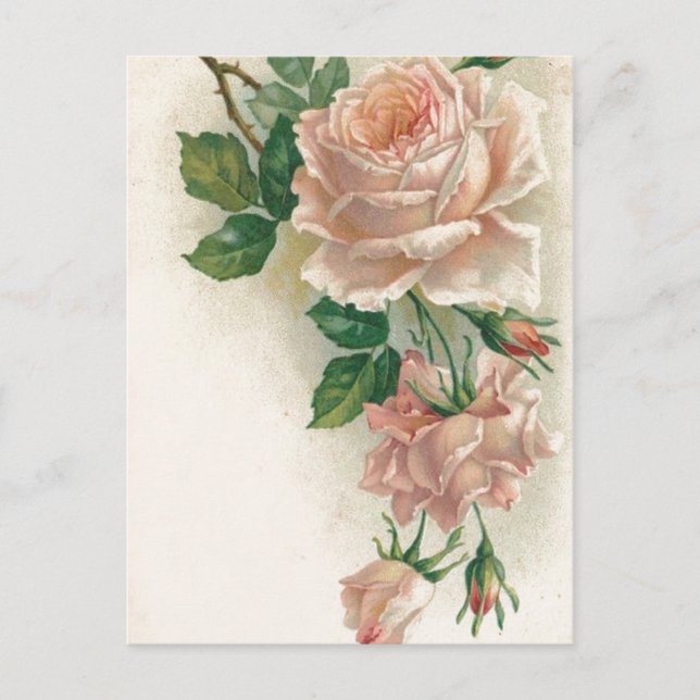 Carte Postale Rose rose vintage (Devant)