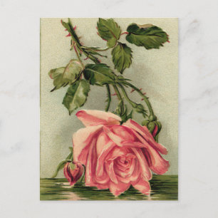 Carte Postale Rose rose vintage