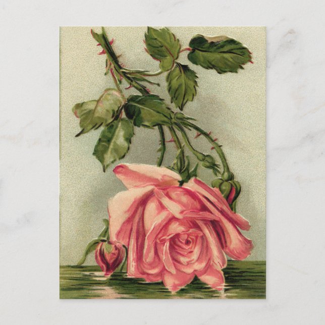 Carte Postale Rose rose vintage (Devant)