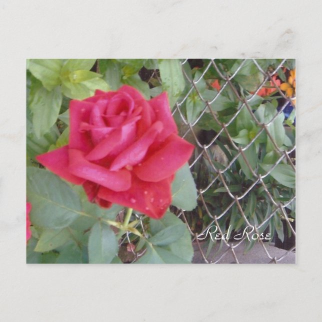 Carte Postale Rose rouge (Devant)