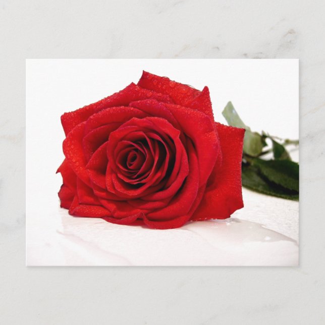 Carte postale Rose rouge (Devant)