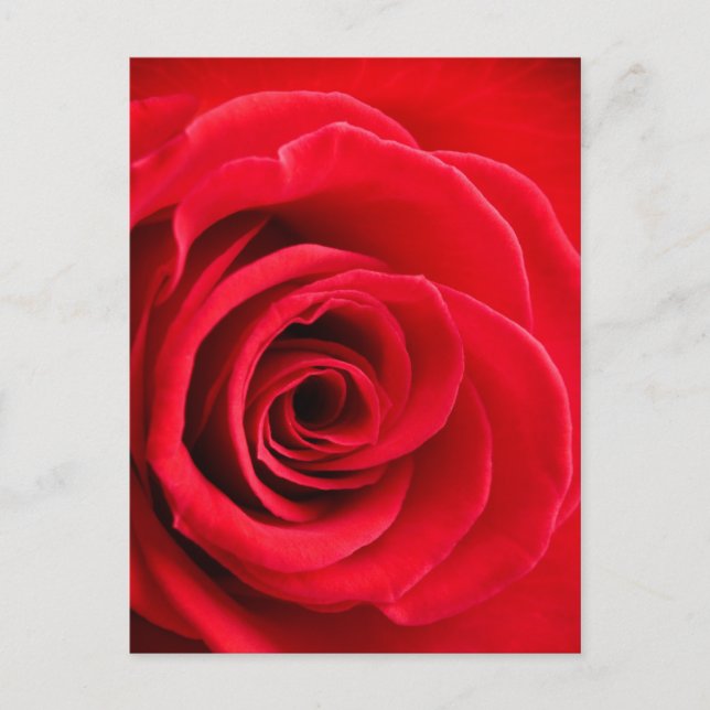 Carte postale rose rouge (Devant)