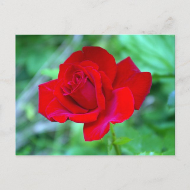Carte postale Rose rouge (Devant)