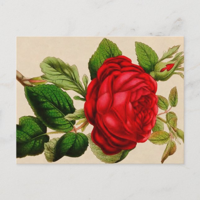 Carte Postale rose rouge (Devant)