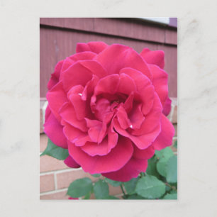 Carte Postale Rose rouge
