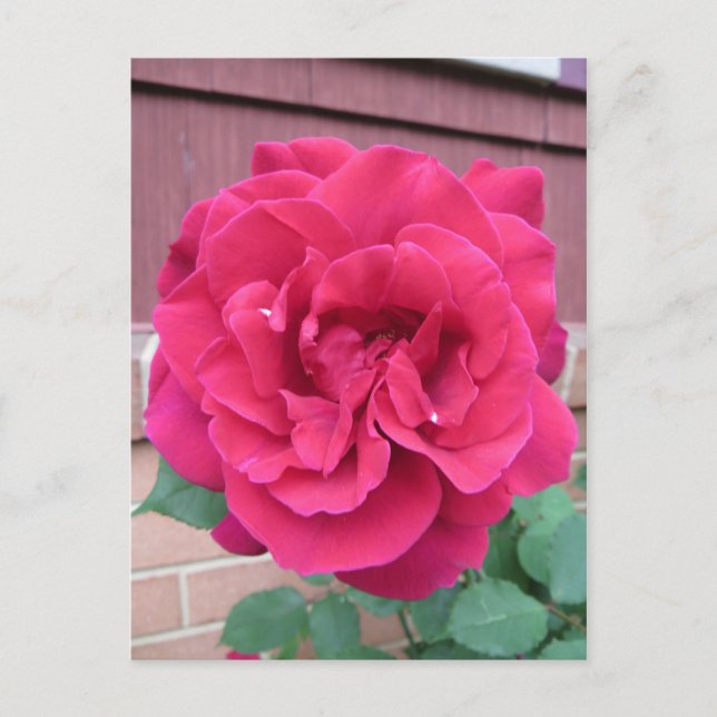 Carte Postale Rose rouge (Devant)