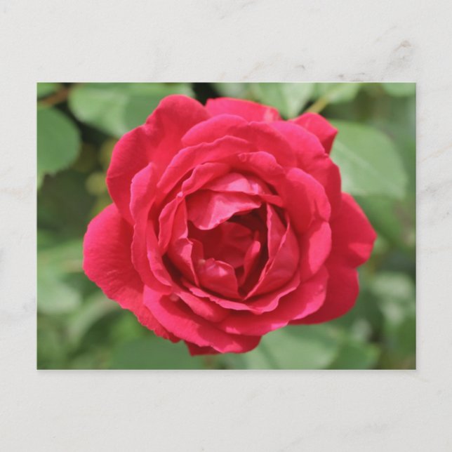Carte Postale rose rouge (Devant)