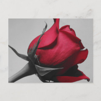 Carte postale Rose rouge