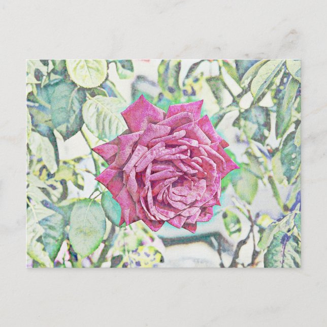 Carte Postale Rose rouge (Devant)