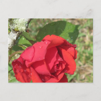 Carte Postale rose rouge